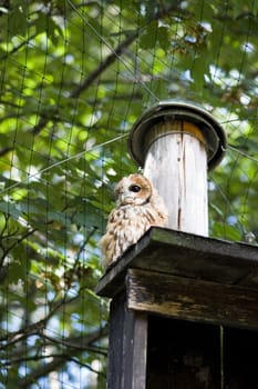 beautiful owl sitting on the roof