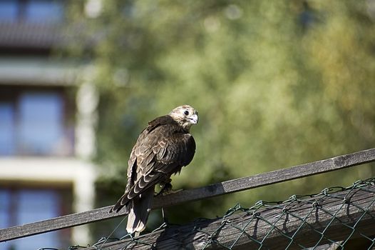 big falcon sitting on the fence