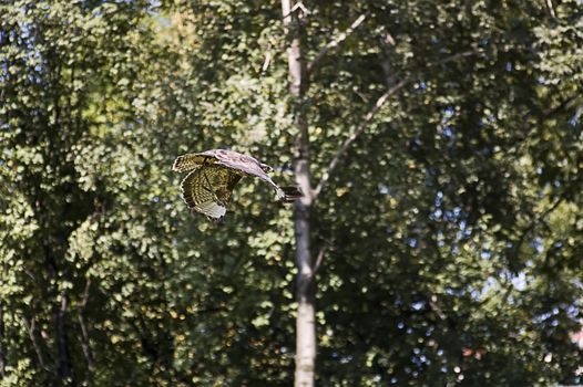 beautiful big falcon flaying in park in Poland