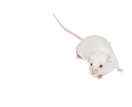 The white mouse. Isolated white background