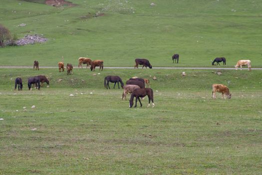 horses and cows on field
