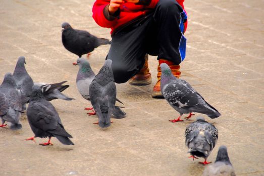 Peguins are the most popular form of life in 
krakow