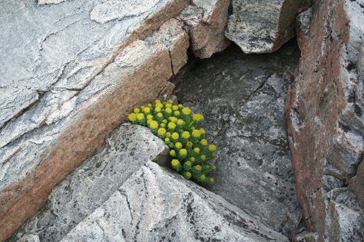 yellow flowers and gray rock
