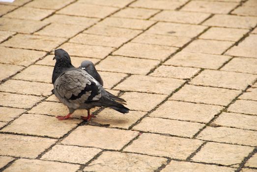 Peguins are the most popular form of life in 
krakow.