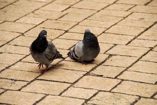 Peguins are the most popular form of life in 
krakow.