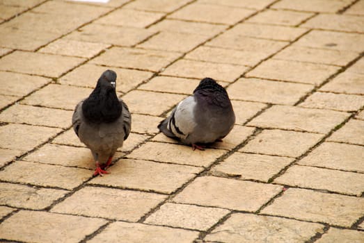 Peguins are the most popular form of life in 
krakow.