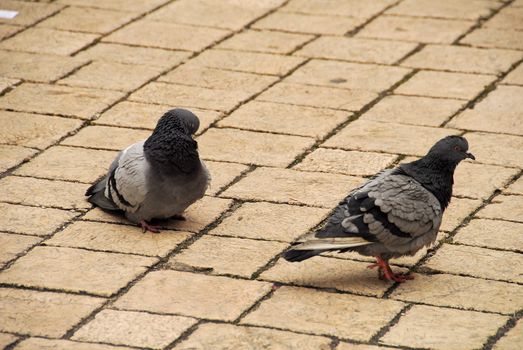 Peguins are the most popular form of life in 
krakow.