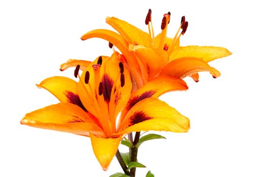 Orange lily flowers isolated on white background.