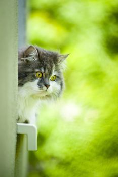 Norwegian Forest Cat lying on the window sill. 