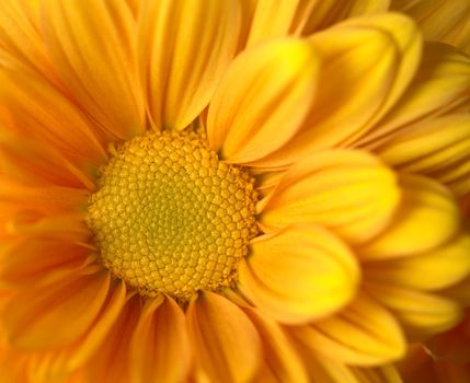 The macro of an orange colored Chrysanthemum (Very Shallow Depth of Field, Focus on the middle of the flower)