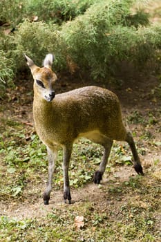 An Antelope resting from the warm summer's afternoon sun