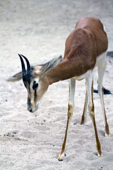 An Antelope resting from the warm summer's afternoon sun