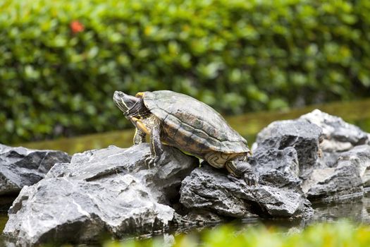 Tortoise on stone