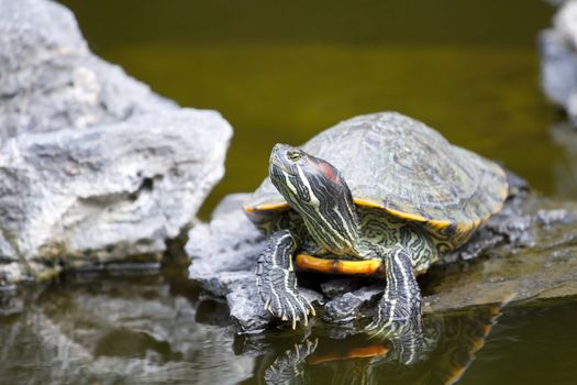 Tortoise on stone relaxing