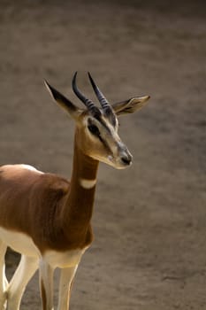 An Antelope resting from the warm summer's afternoon sun