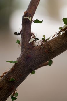 A line of ants carries food and materials along a tree branch
