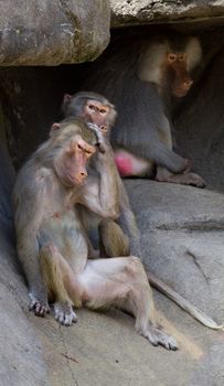 Baboons gathered around a stone outcrop