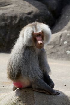 Baboons gathered around a stone outcrop