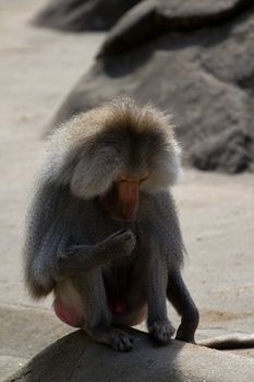 Baboons gathered around a stone outcrop