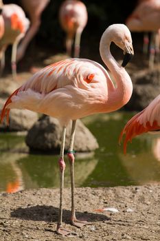 Flamingos at the water's edge of a lake in summer