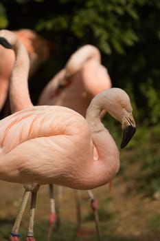 Flamingos at the water's edge of a lake in summer