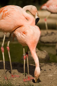 Flamingos at the water's edge of a lake in summer