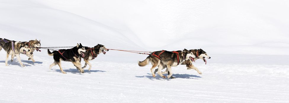husky race on alpine mountain in winter