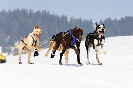 dog race on alpine mountain in winter