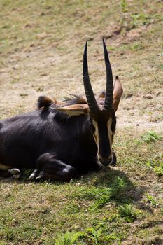 A gazelle rests and graises on a grass in summer