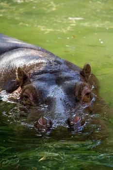 Hippo swimming and cooling off at the water's edge 