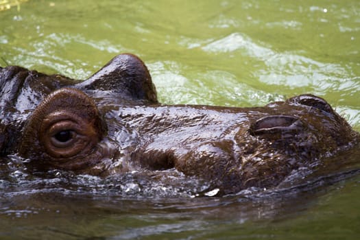 Hippo swimming and cooling off at the water's edge 