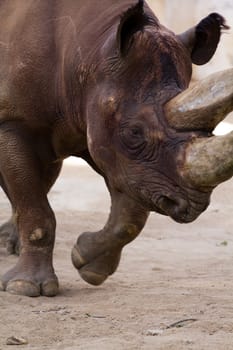 A Rhino walking on a warm summer day