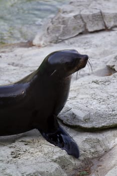 Sea Lion near the water's edge in summer