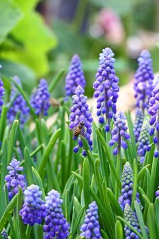 Grape hyacinth in spring 