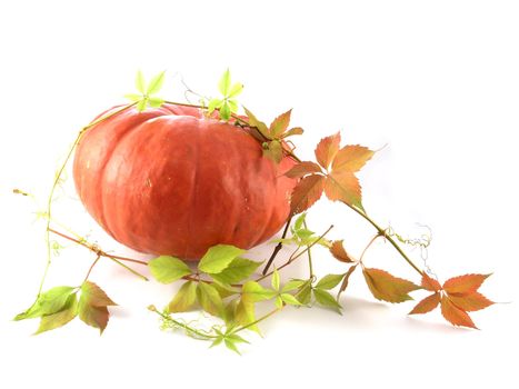 series of fruits and vegetables: pumpkin on a white background