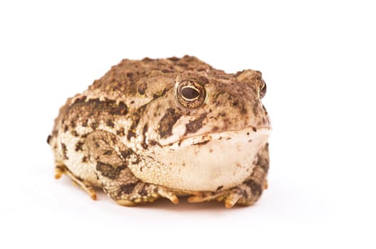 A frog isolated on white background with unequal puples