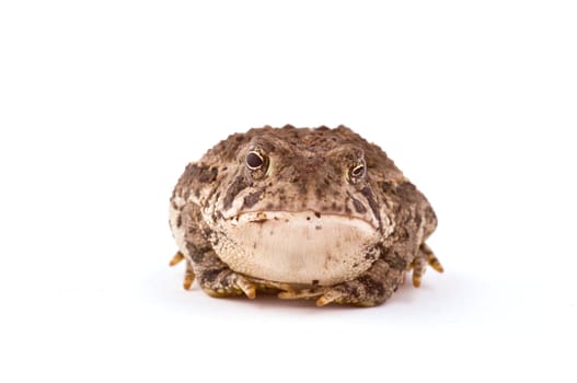A frog sitting on a white background looking at you