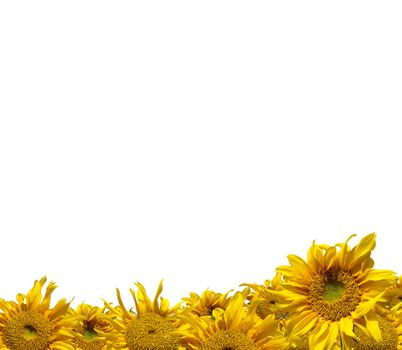 Beautiful frame of colorful yellow sunflowers isolate on white