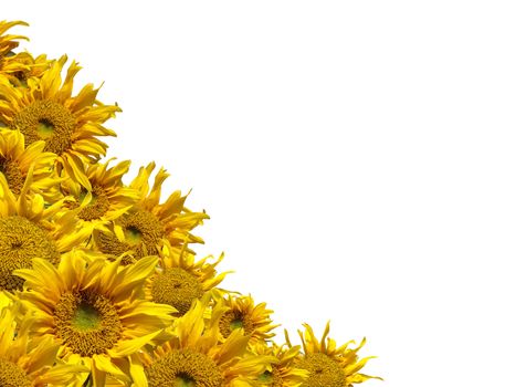 Beautiful frame of colorful yellow sunflowers isolate on white