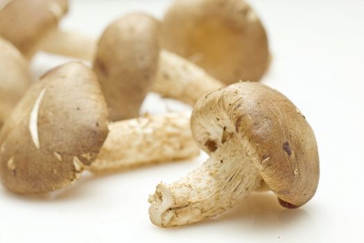 Fresh shiitake mushroom on white background (Lentinula edodes)