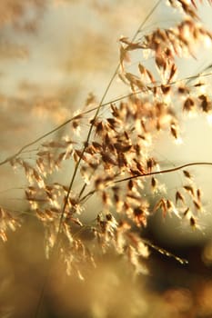 Grasses in gold light in summer time