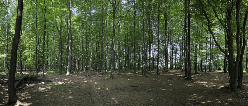 Colors of Belgium Woods