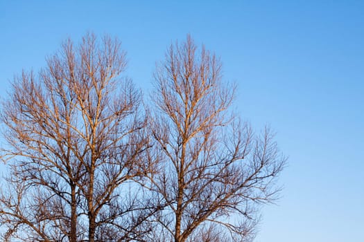 Several lifeless trees under blue sky 
