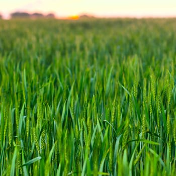 Green spring wheat field on sunset background.