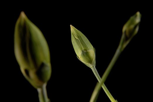 Three carnation bud flower close up on black background. Camera focus on the behind all object plane.