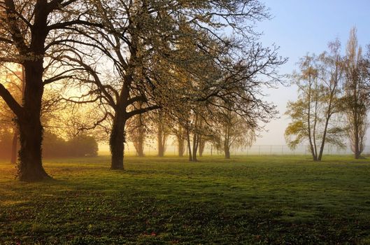 Sunrise in a yard with trees in spring.