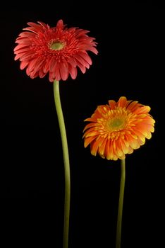 Red and orange gerberas flowers on black background.