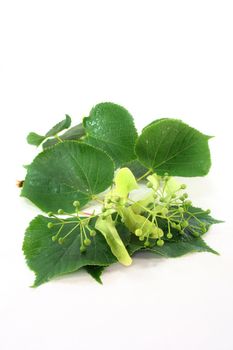 Linden blossom and lime leaves against white background
