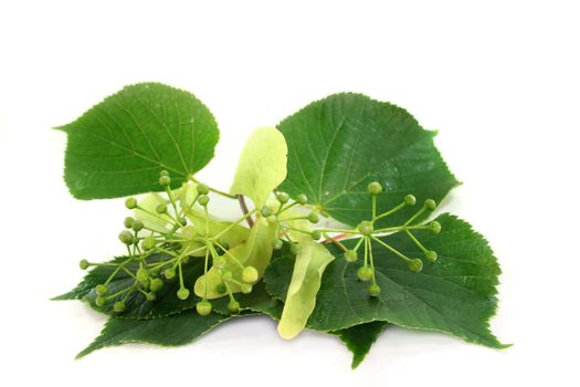 Linden blossom and lime leaves against white background
