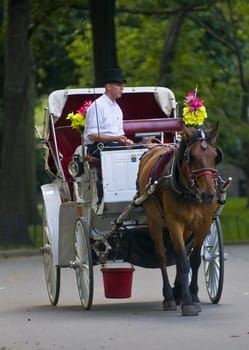 NEW YORK - JUNE 28 2011 : Horse drawn carrige riding through Central park in Manhattan. 